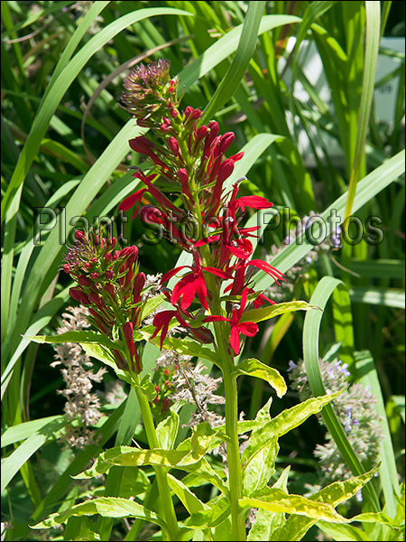 Vivid red flowers with yellow foliage
